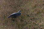 grey heron