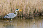 grey heron