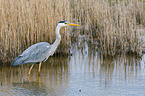 grey heron