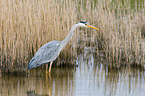 grey heron