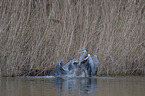 grey heron