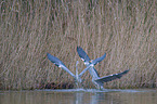 grey heron