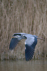 grey heron