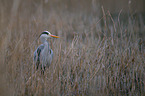 grey heron