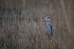 grey heron