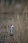 grey heron