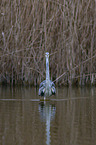 grey heron