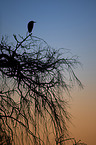 grey heron