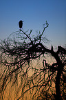 grey heron