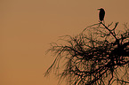 grey heron