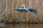 grey heron