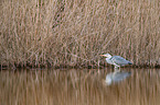 grey heron