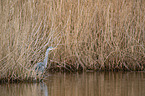 grey heron