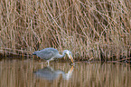 grey heron