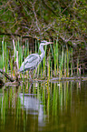 grey heron