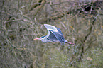 flying grey heron