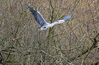 flying grey heron