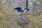 Grey herons sitting in tree