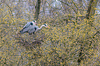Grey herons sitting in tree