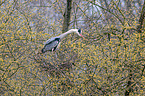 grey heron