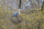 grey heron