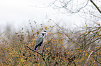 grey heron