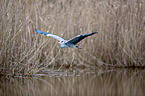 flying grey heron