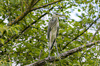 grey heron sit in trees
