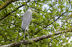 grey heron sit in trees