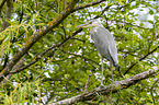 grey heron sit in trees
