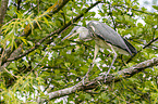 grey heron sit in trees