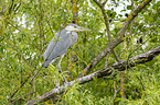 grey heron sit in trees