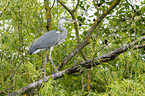 grey heron sit in trees