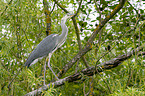 grey heron sit in trees