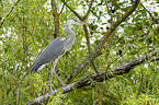 grey heron sit in trees