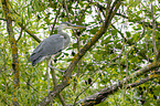 grey heron sit in trees