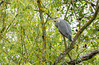 grey heron sit in trees