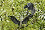 grey herons