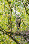 grey heron sit in trees