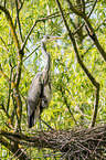 grey heron sit in trees