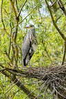 grey heron sit in trees