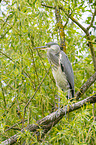 grey heron sit in trees