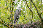grey heron sit in trees