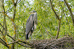 grey heron sit in trees