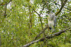 grey heron sit in trees