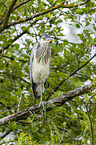 grey heron sit in trees