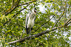 grey heron sit in trees