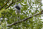 grey heron sit in trees