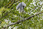 grey heron sit in trees