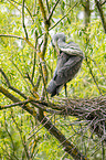grey heron sit in trees